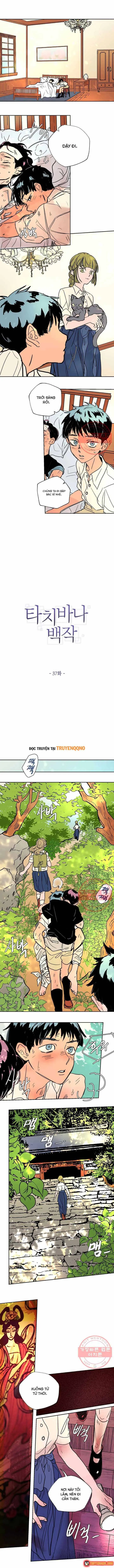 Bá Tước Tachibana Chapter 37 - Trang 3