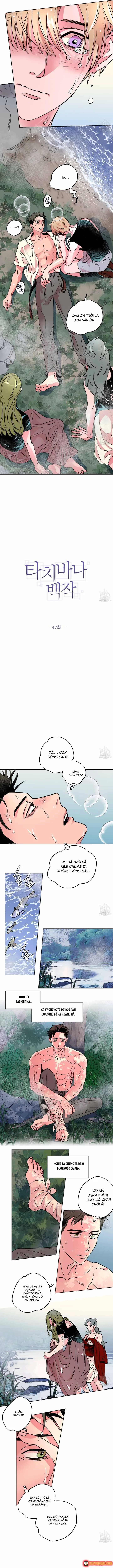 Bá Tước Tachibana Chapter 47 - Trang 8