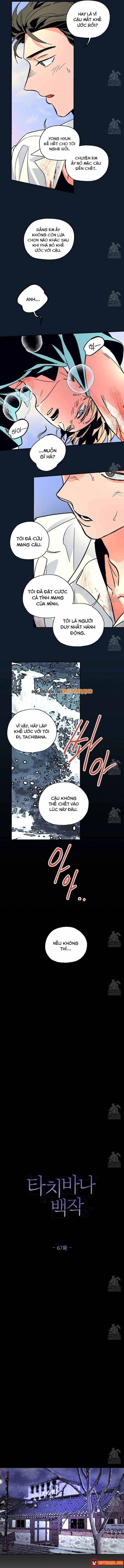 Bá Tước Tachibana Chapter 67 - Trang 5