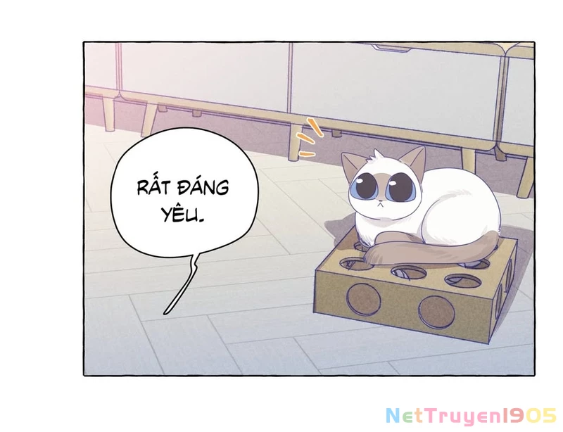 CẠM BẪY GÁI THẲNG Chapter 11 - Trang 19