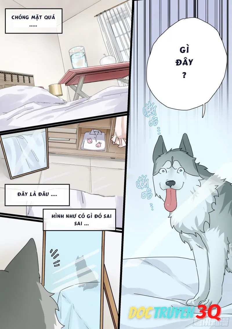 Husky Toàn Năng Của Nữ Thần Chapter 1 - Trang 3