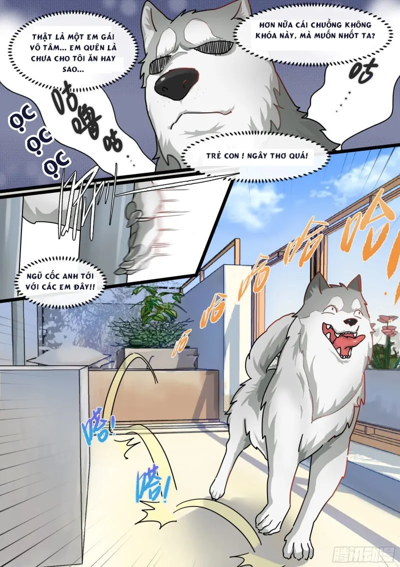 Husky Toàn Năng Của Nữ Thần Chapter 1 - Trang 8