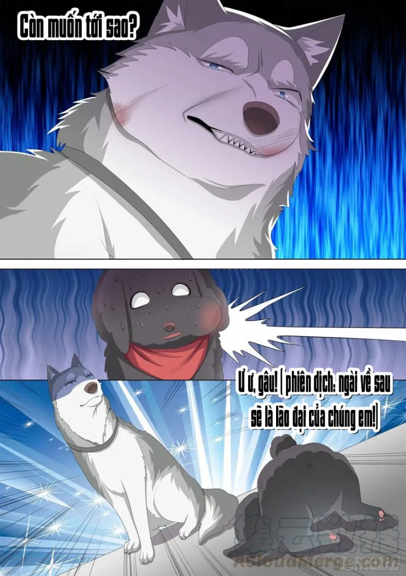 Husky Toàn Năng Của Nữ Thần Chapter 10 - Trang 7