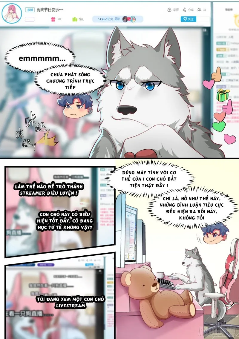 Husky Toàn Năng Của Nữ Thần Chapter 2 - Trang 5