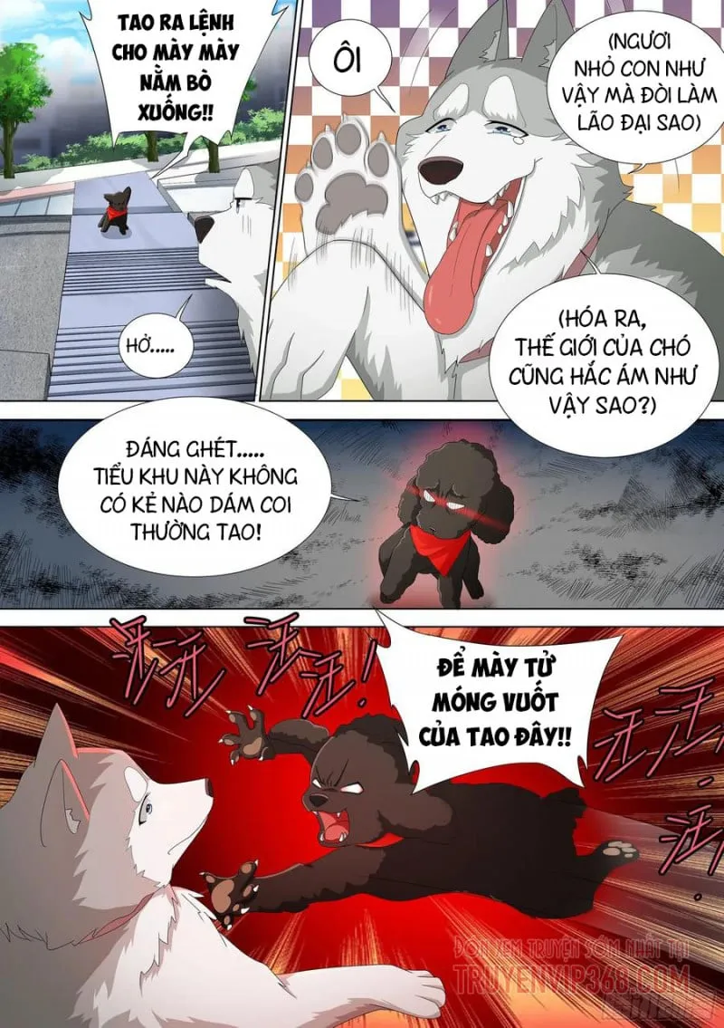 Husky Toàn Năng Của Nữ Thần Chapter 9 - Trang 17