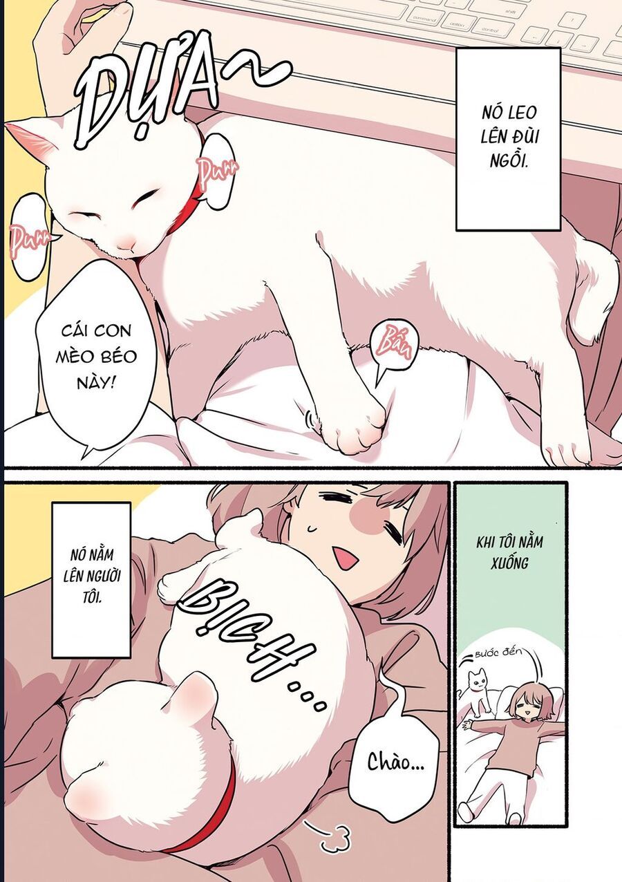 Miko, Cô Mèo Trắng Muốn Được Yêu Thương Chapter 1 - Trang 4