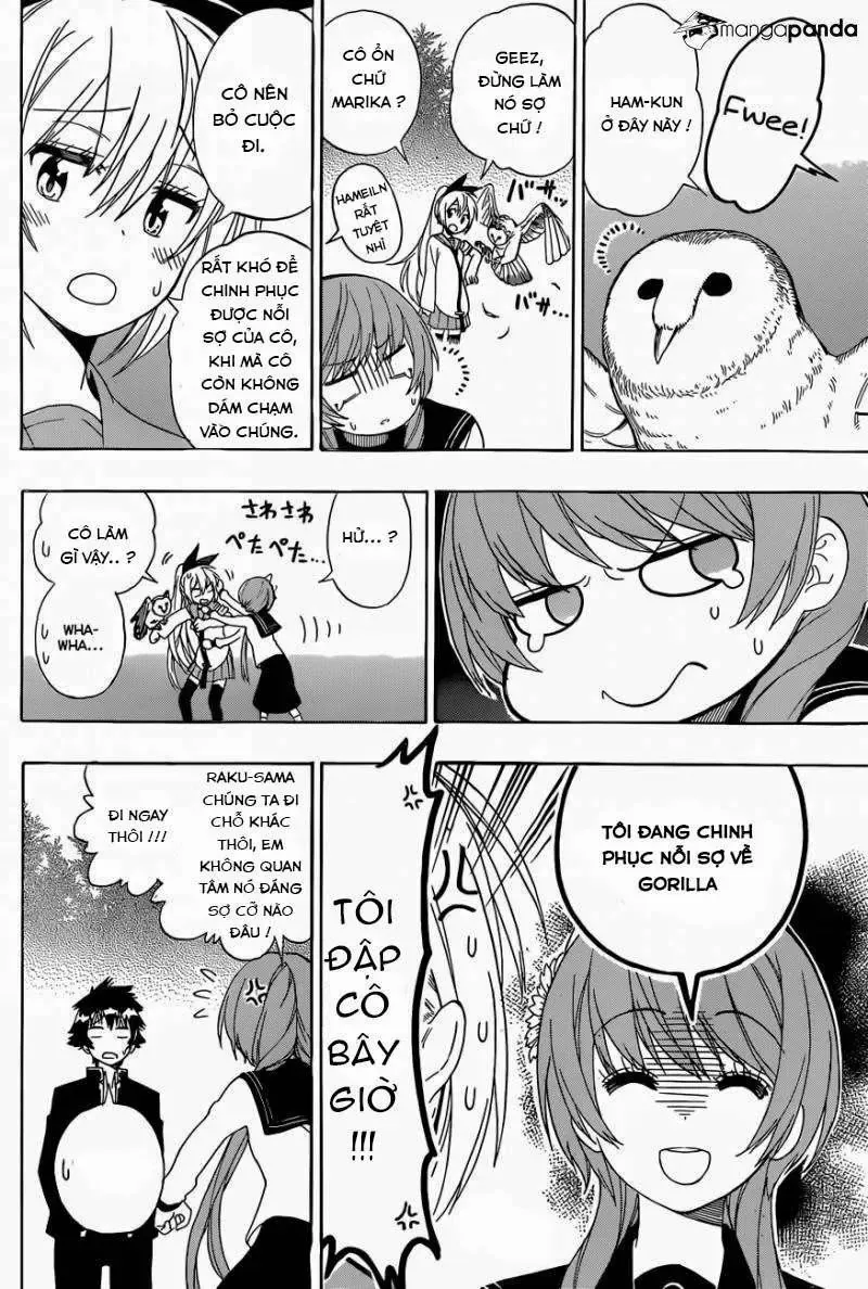 Nisekoi Chapter 142 - Trang 11