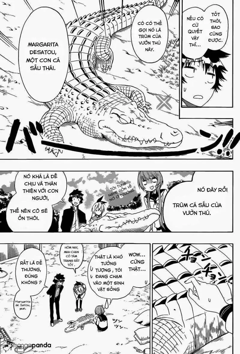 Nisekoi Chapter 142 - Trang 12