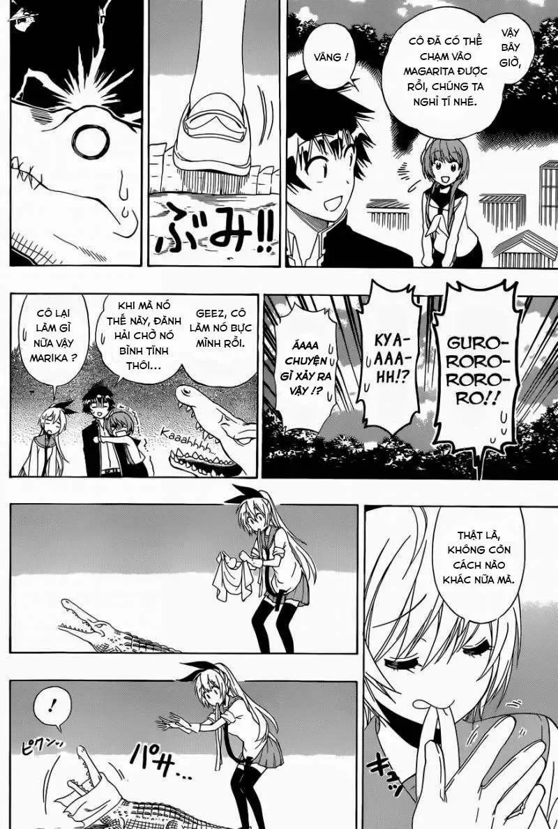Nisekoi Chapter 142 - Trang 13