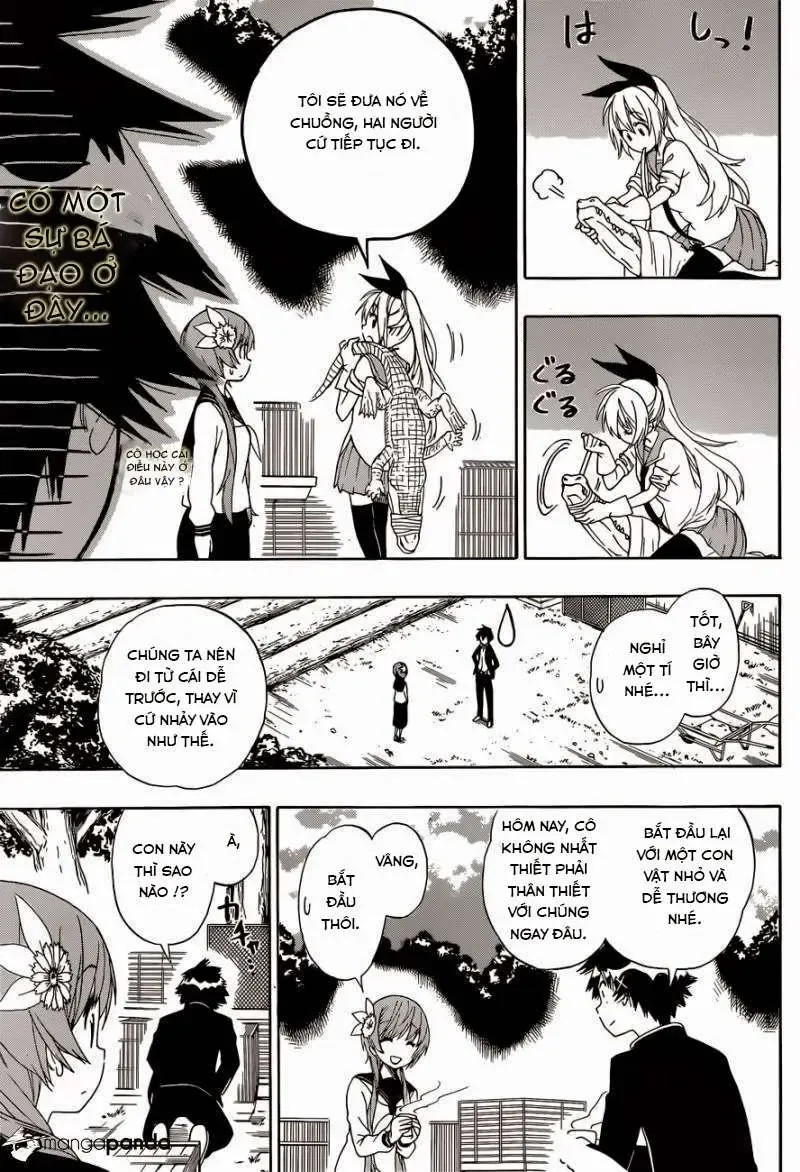 Nisekoi Chapter 142 - Trang 14