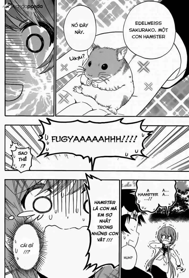 Nisekoi Chapter 142 - Trang 15