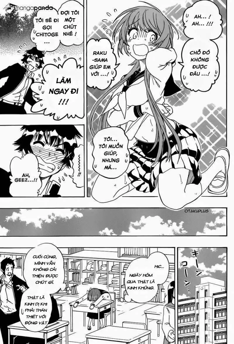 Nisekoi Chapter 142 - Trang 18