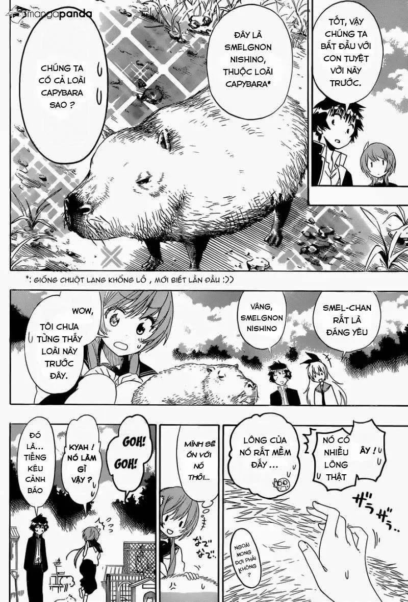 Nisekoi Chapter 142 - Trang 7