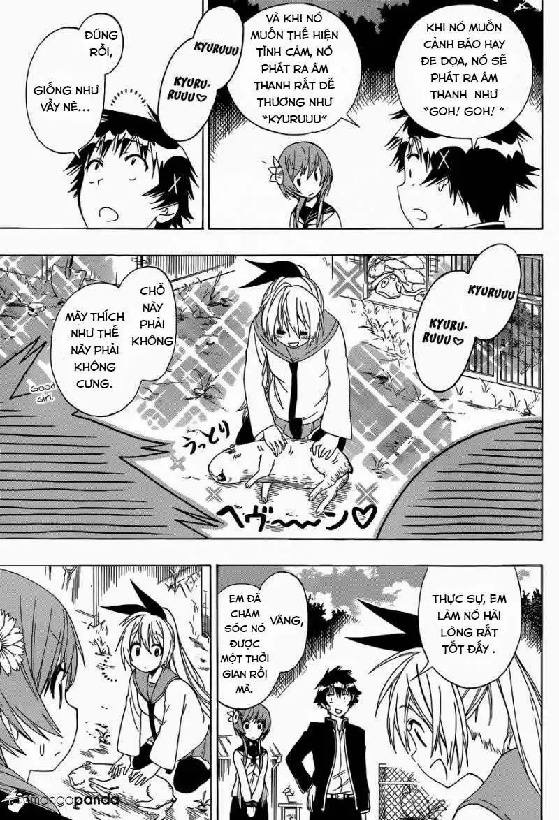 Nisekoi Chapter 142 - Trang 8