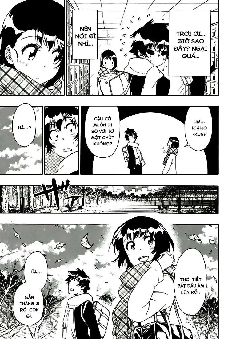 Nisekoi Chapter 196 - Trang 17