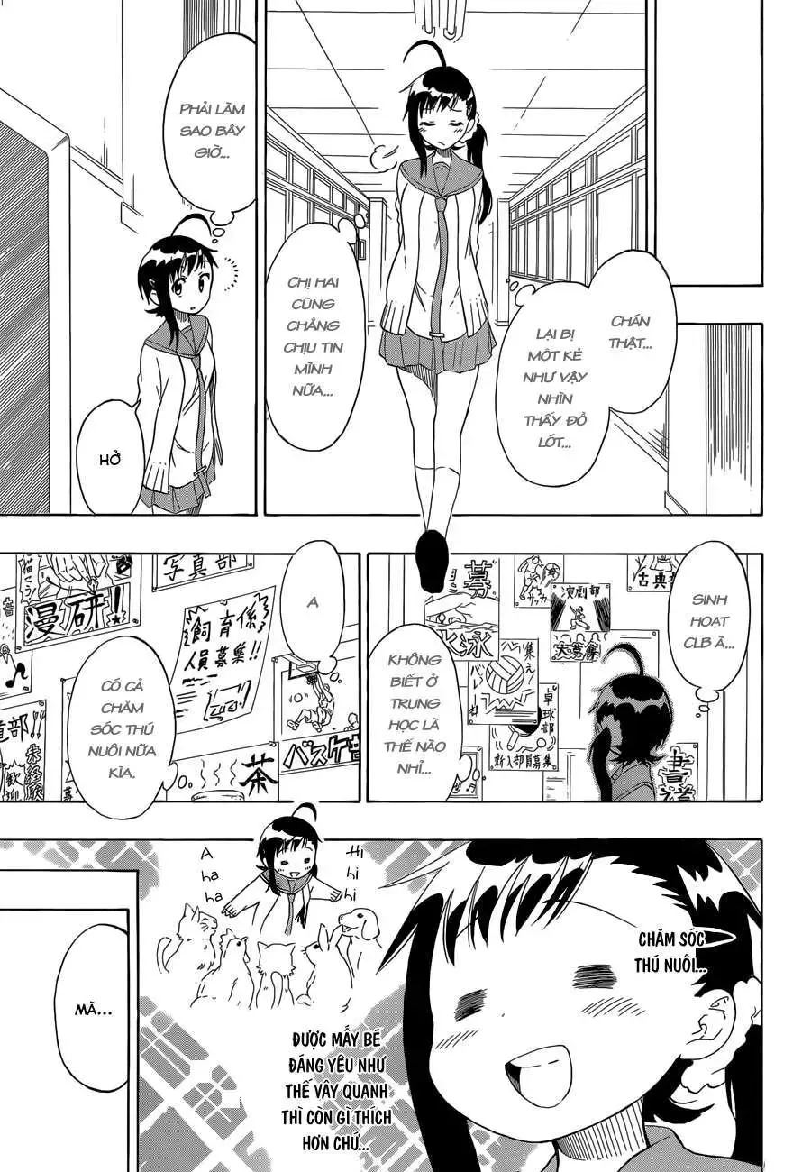 Nisekoi Chapter 76 - Trang 16