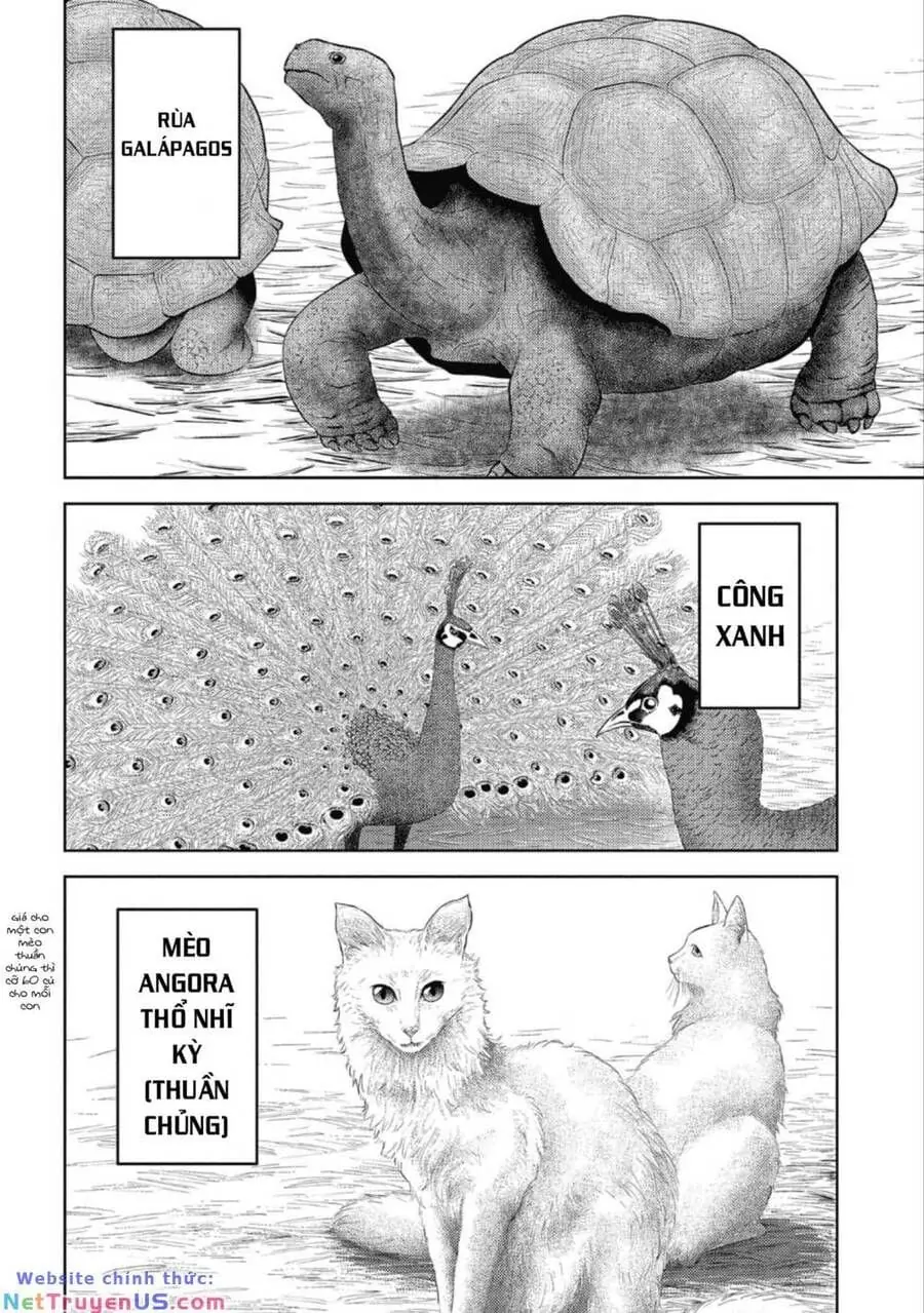 Sengoku Komachi Kurou Tan Chapter 43 - Trang 33