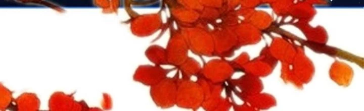 Thiên Hạ Vô Song Chapter 28 - Trang 3