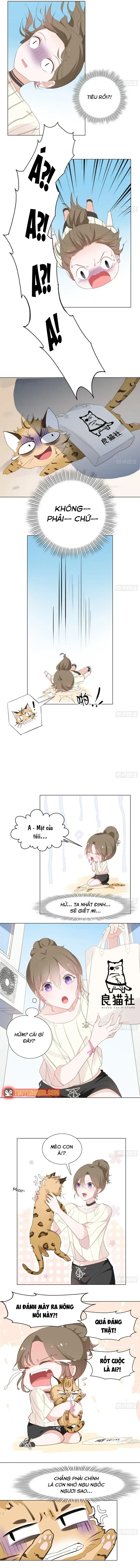 Trên Đời Không Có Mèo Tốt Chapter 1 - Trang 9