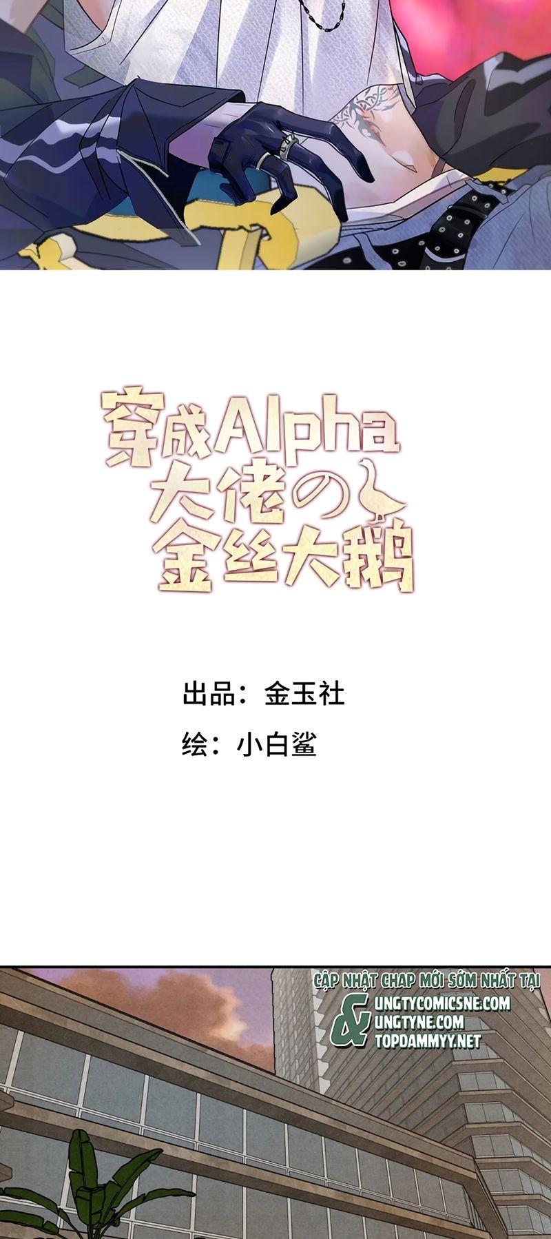 Xuyên Thành Con Ngỗng Vàng Của Đại Lão Alpha Chapter 55 - Trang 3